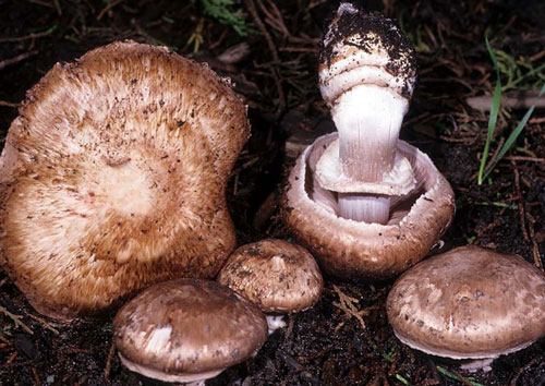 Agaricus fusco-fibrillosus - Fungi species | sokos jishebi | სოკოს ჯიშები